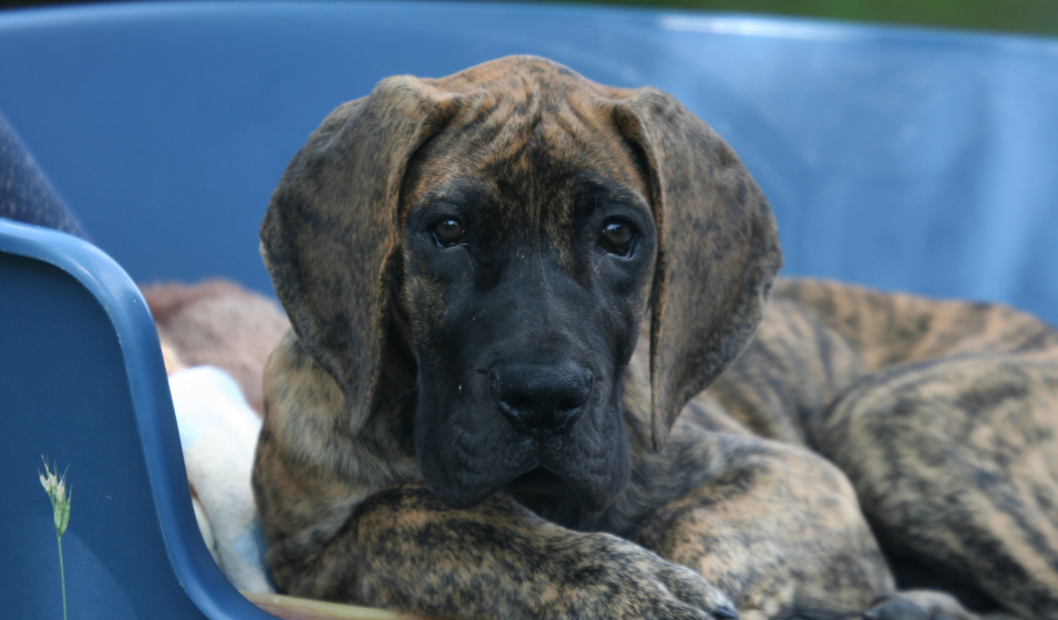 Gros plan sur un jeune chien dans une corbeille en plastique sur une couverture