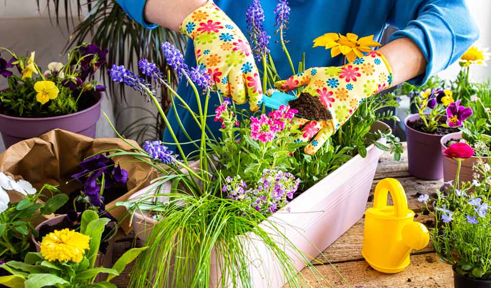 Le printemps en jardinière