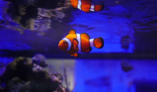 Poissons nettoyeurs d'aquarium : lesquels choisir pour quelle