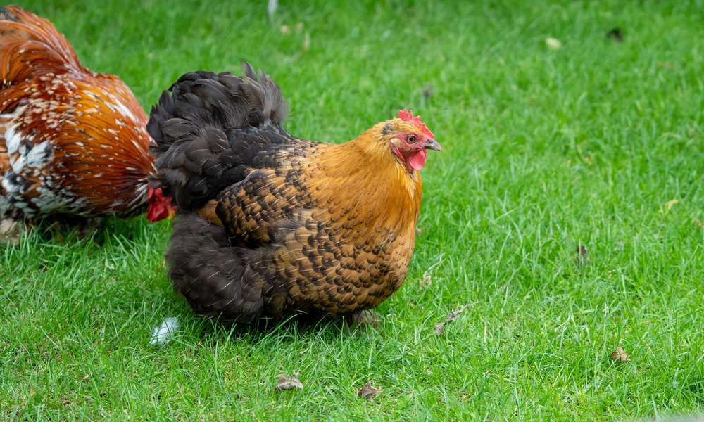La Orpington, une grosse poule toute ronde qui se contentera d’une surface moyenne pour son enclos