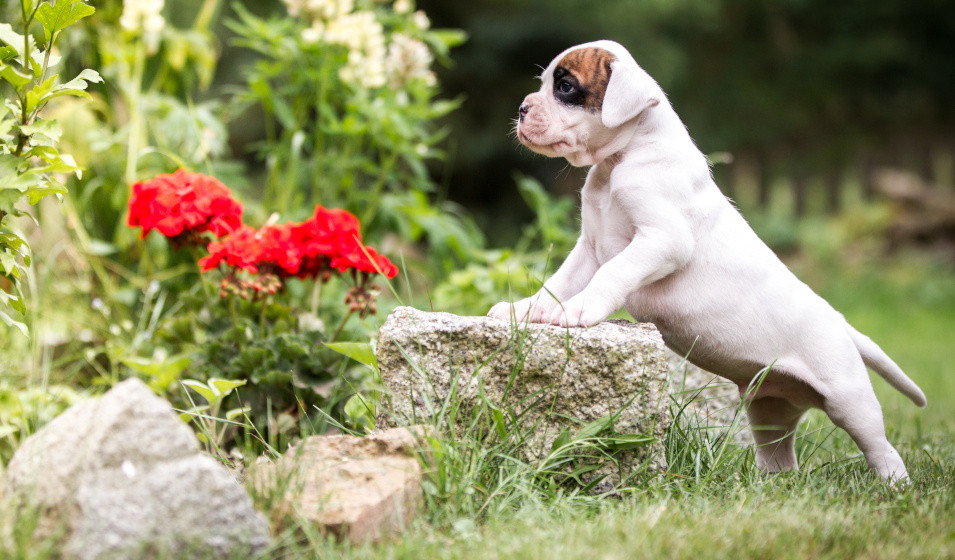 intoxication alimentaire chien 8