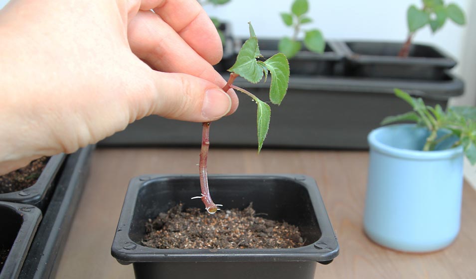 Impatiens : plantation, culture et entretien - Jardiland
