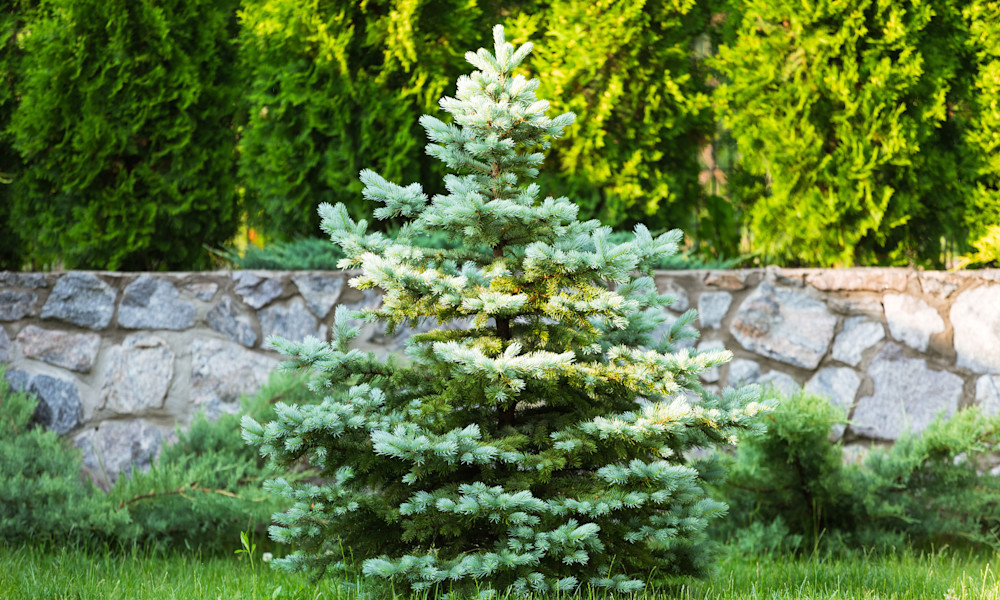 Replantez le sapin après les fêtes !