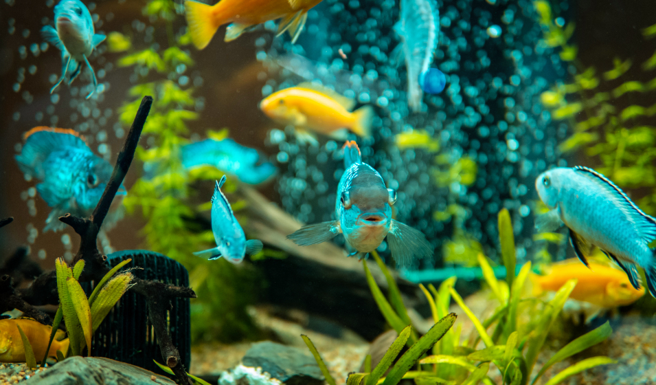 Quel est le meilleur filtre pour aquarium ? - Jardiland