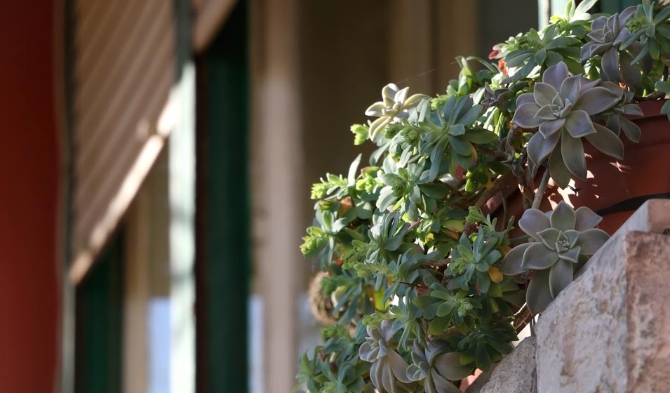 Une déco "succulente"
