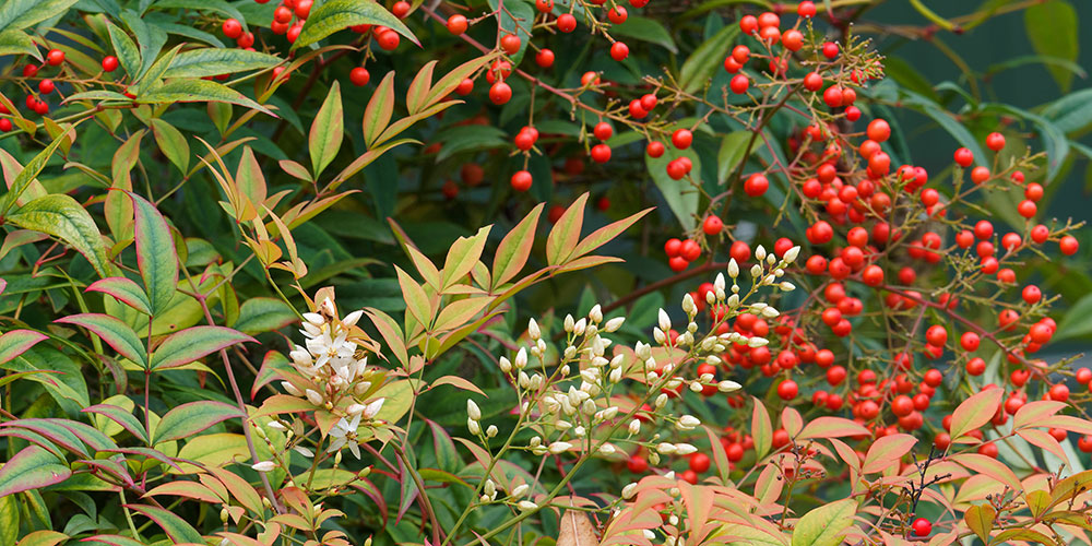 Nandina domestica