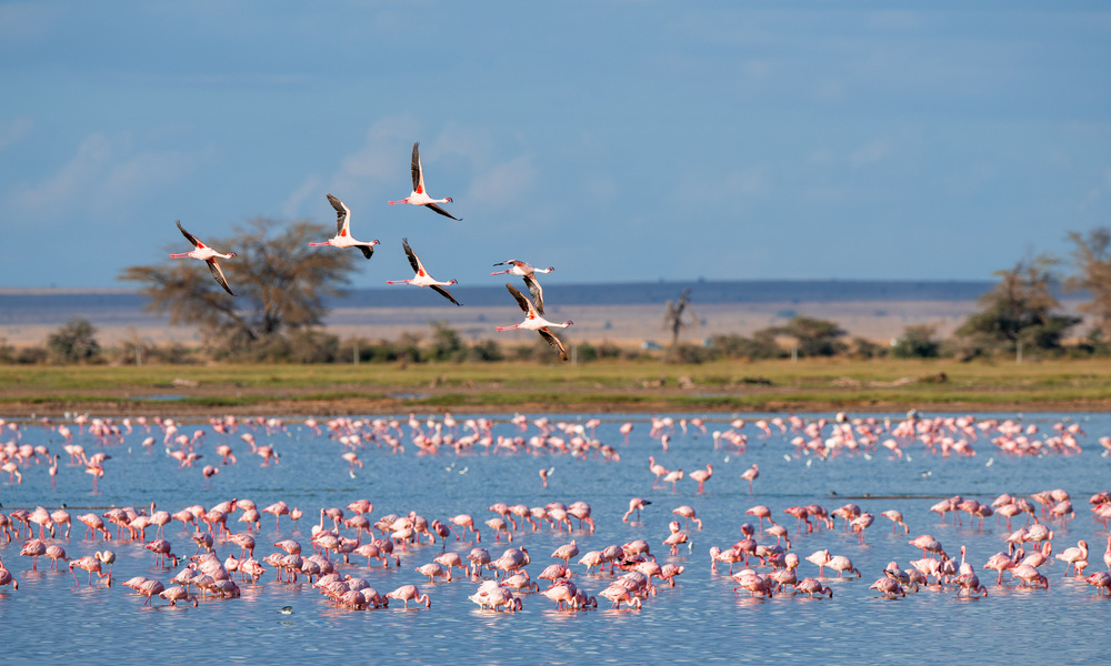La Camargue et ses flamants-roses