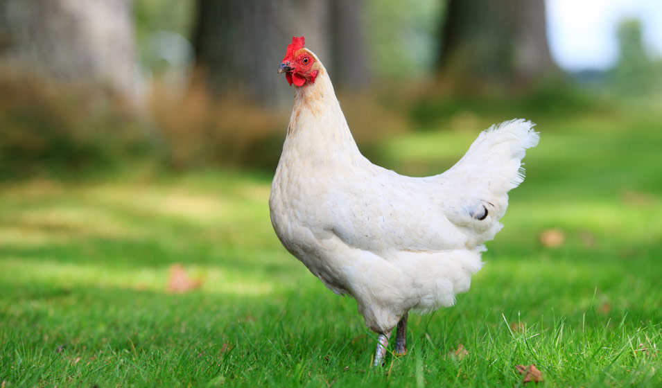 Vers de farine pour les poules : comment les élever