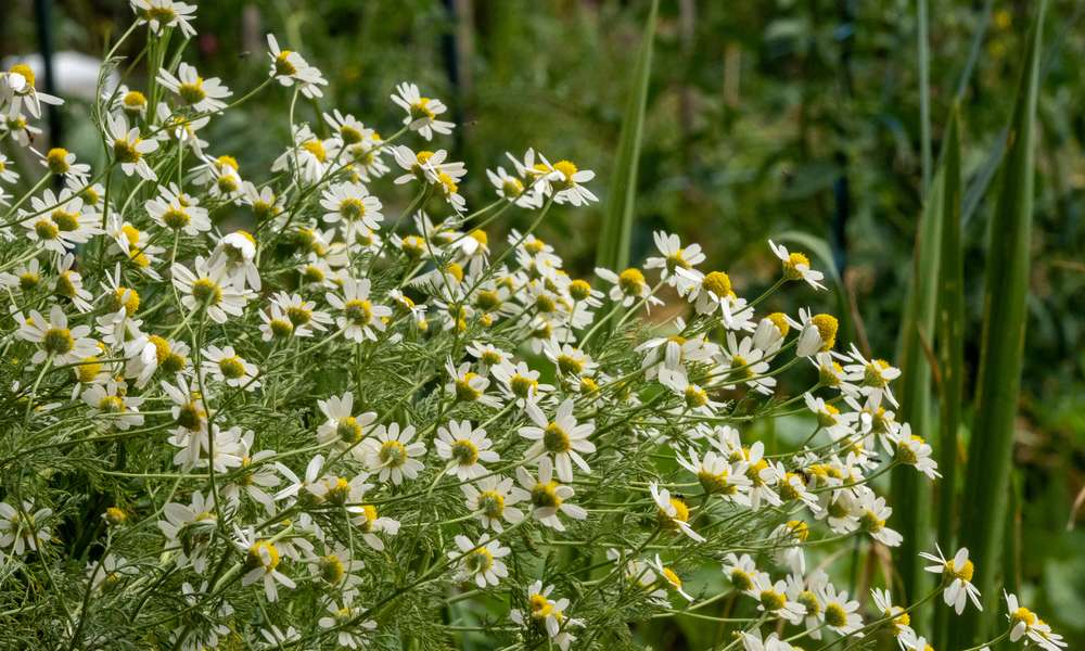 La camomille vraie, nurse des plantes