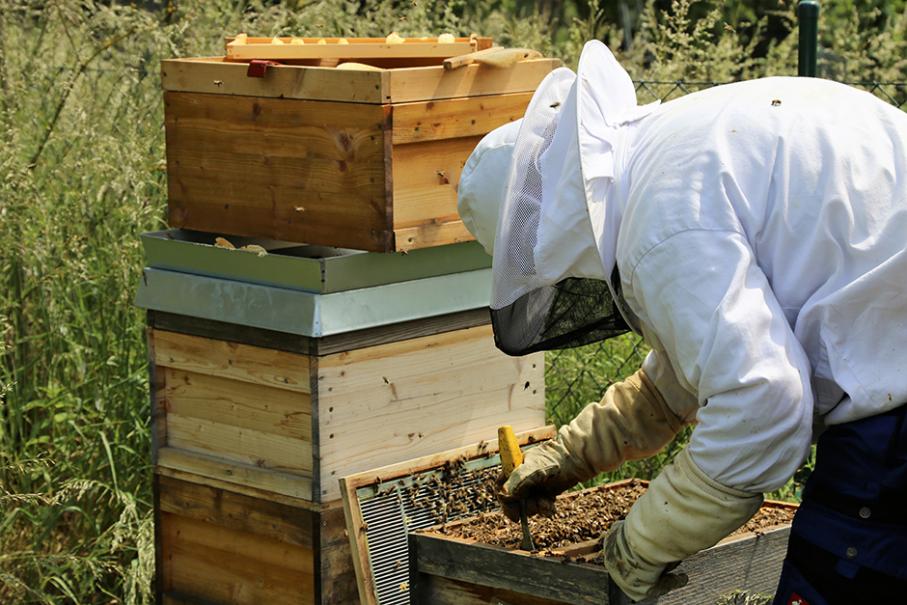 Quel modèle de ruche choisir pour débuter en apiculture ?