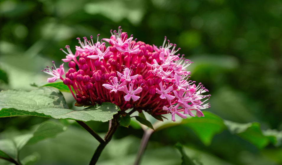Clérodendron