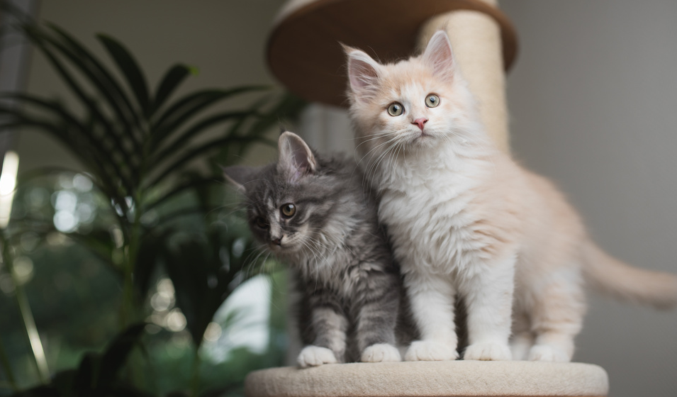 chat