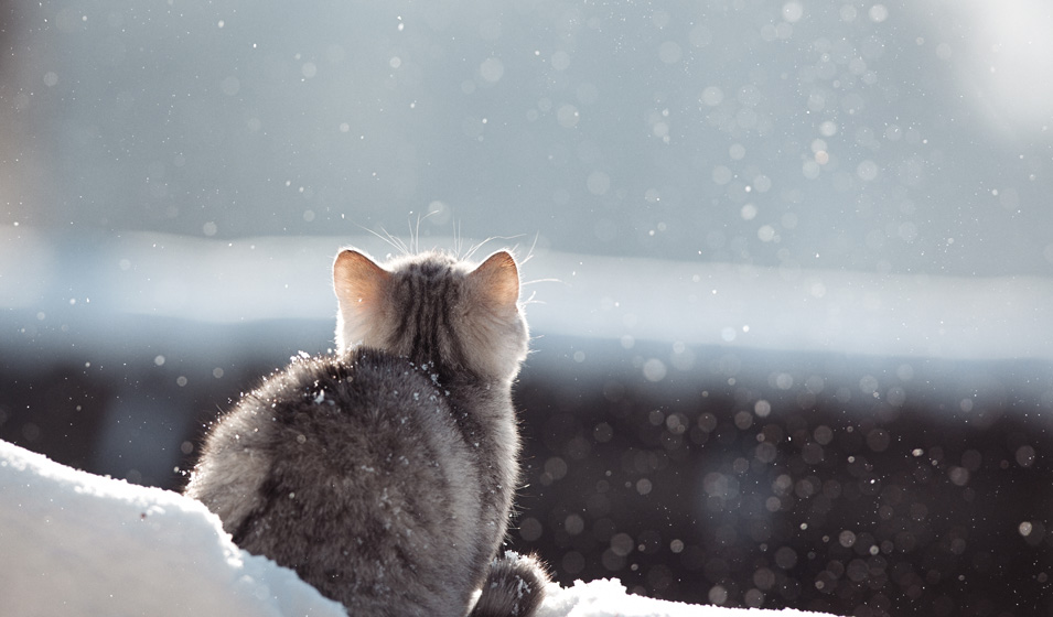 Prendre soin de son chat à son retour à la maison en hiver
