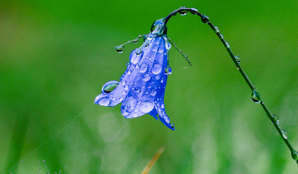 Campanule