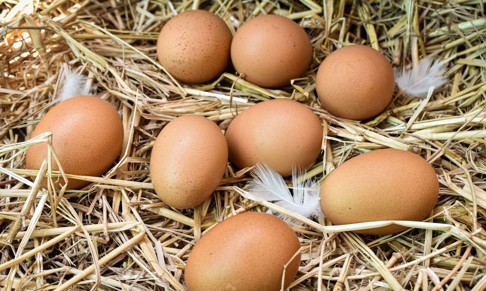 Et oui, l’hiver arrivant, il y a moins d’œufs dans les pondoirs, les poules se reposent !