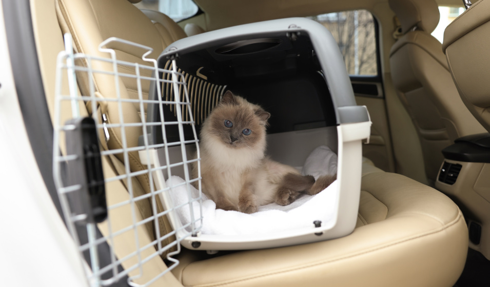 Habituer son chat à sa caisse de transport 