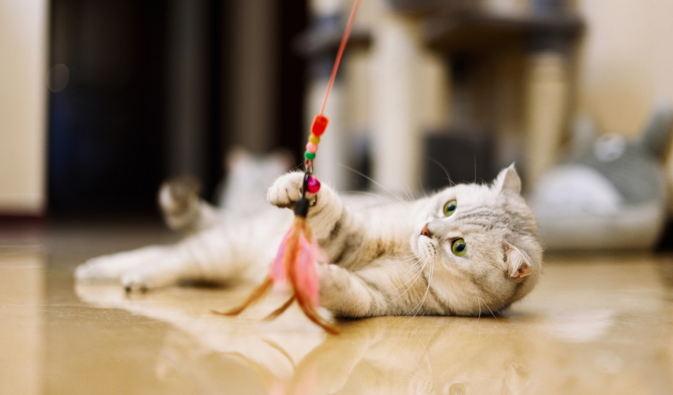 La canne à pêche est l'un des jeux préférés des chats !