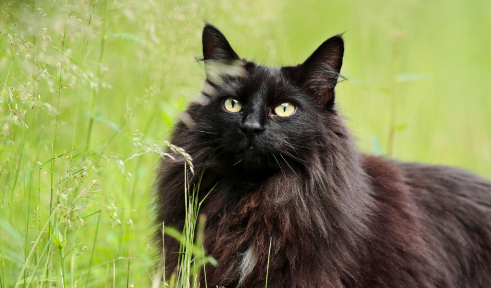 Comment les chats voientils ? Jardiland