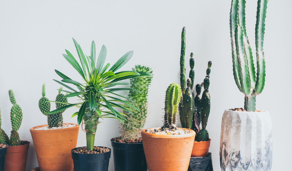 Cmo trasplantar los cactus - Jardiland