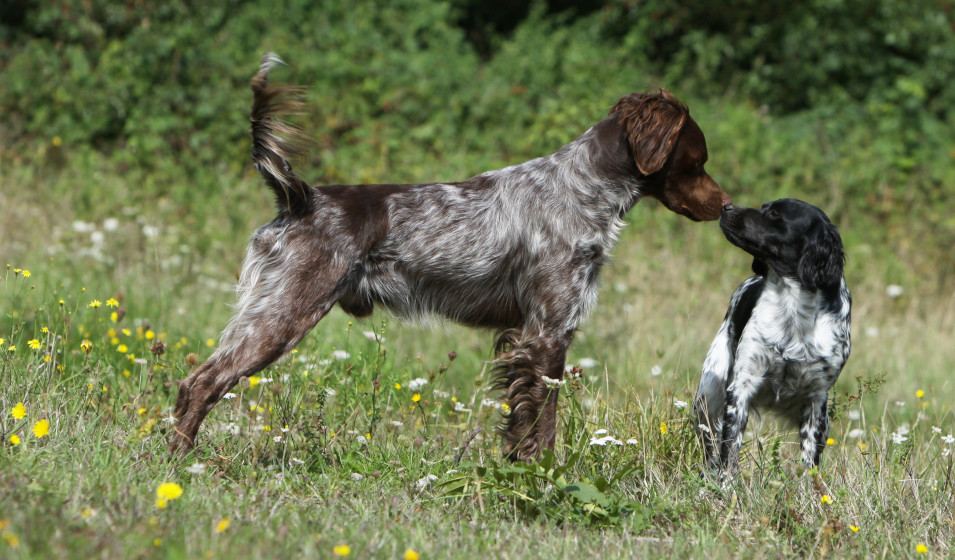 Un chien épagneul breton à la robe rouannée blanc et marron rencontre un chiot noir et blanc 