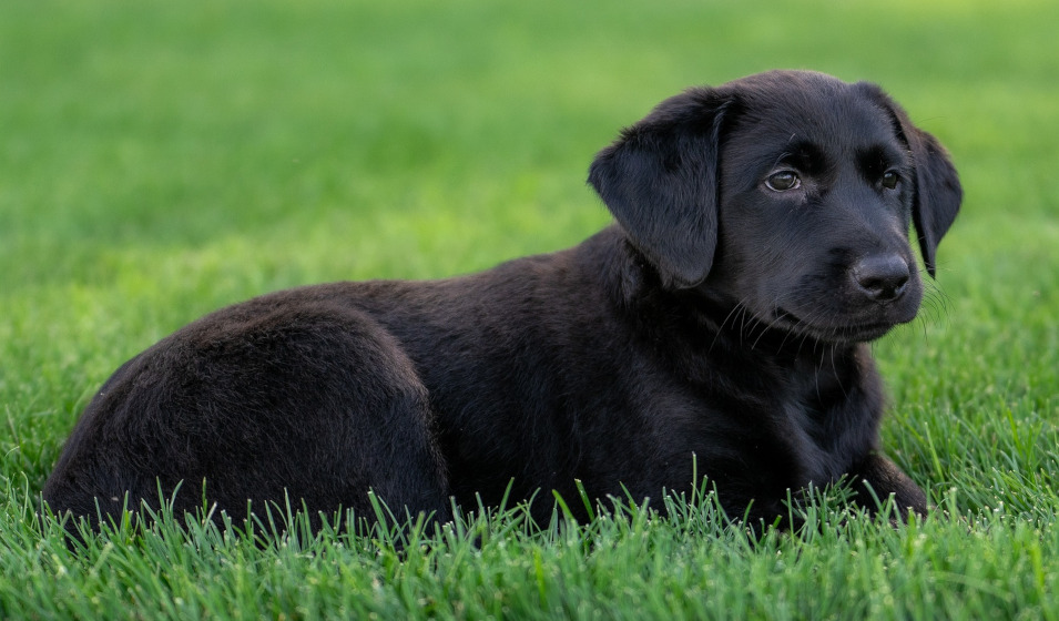 100 idées de prénoms de chiens en V Jardiland