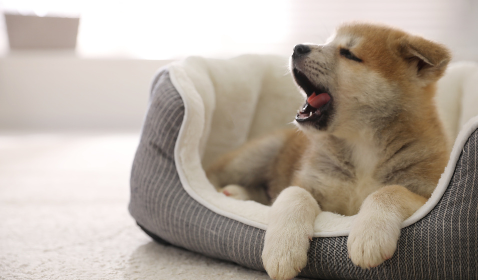 Un chiot akita inu baille couché dans son panier