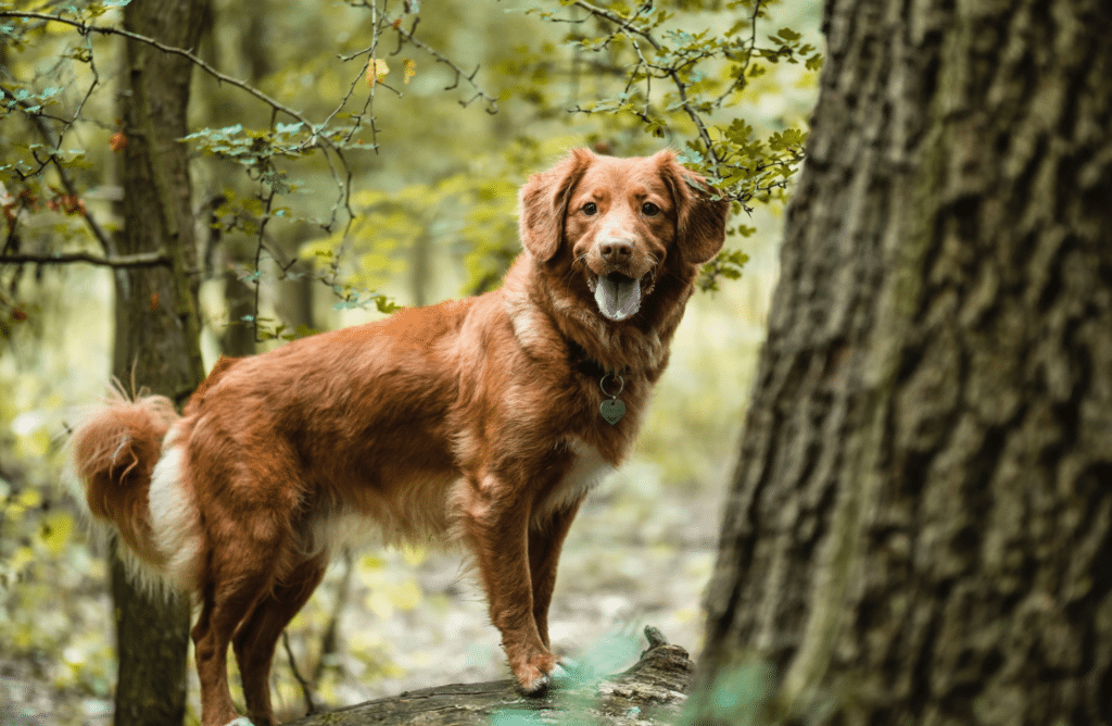 Les plus belles promenades à faire avec son chien autour de Paris