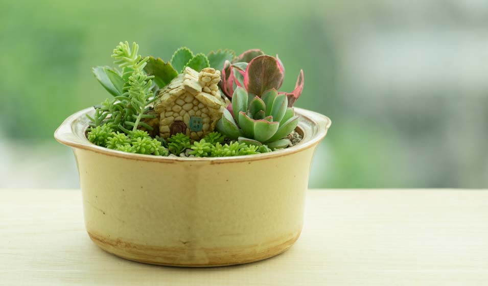 C'est dans les vieux pots qu'on fait les meilleurs jardins de fée