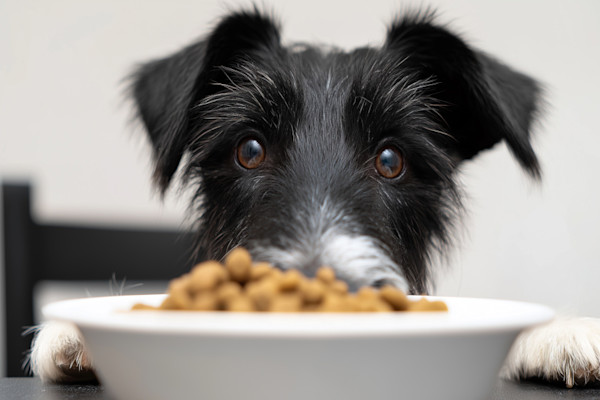 Un vomissement chez le chien est parfois plus sérieux qu'une régurgitation 