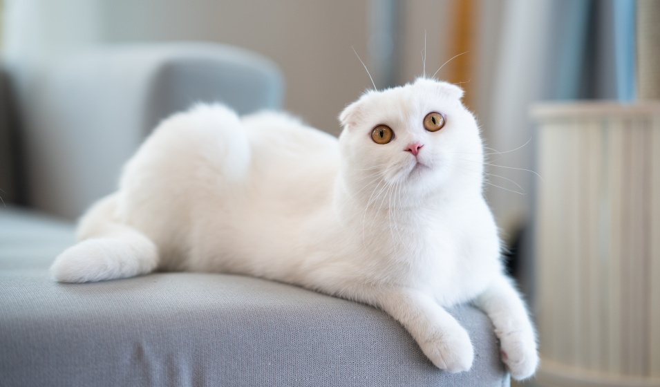 Un chat scottish fold tout blanc allongé sur un canapé