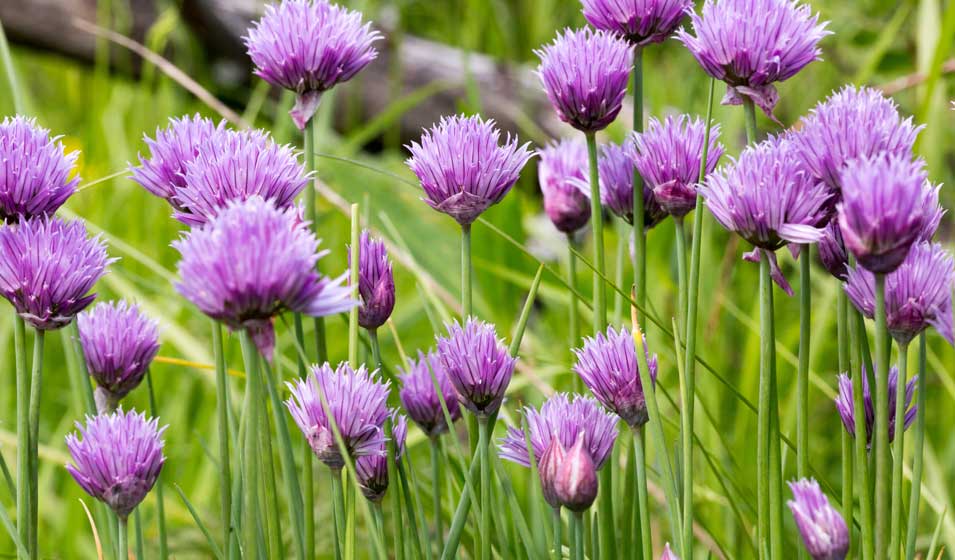 Fine herbe... et fine stratège