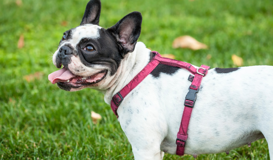 Un chien bouledogue français blanc et noir équipé d'un harnais de promenade 