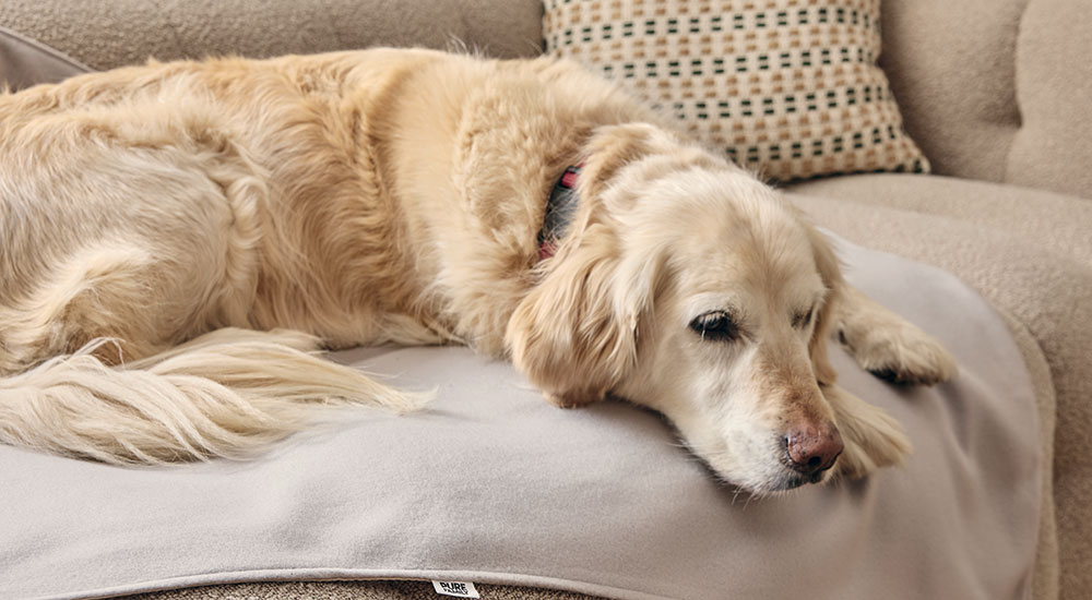 Pure family chien plaid resp 135cm