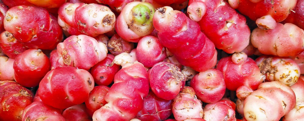L'oca du Pérou, petit tubercule à la chair ferme qui fait penser à une châtaigne un peu citronnée 