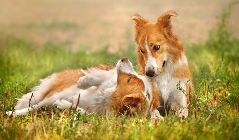 comprendre son chien 4
