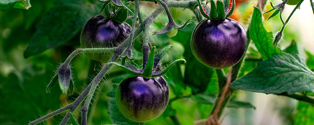Tomate bleue