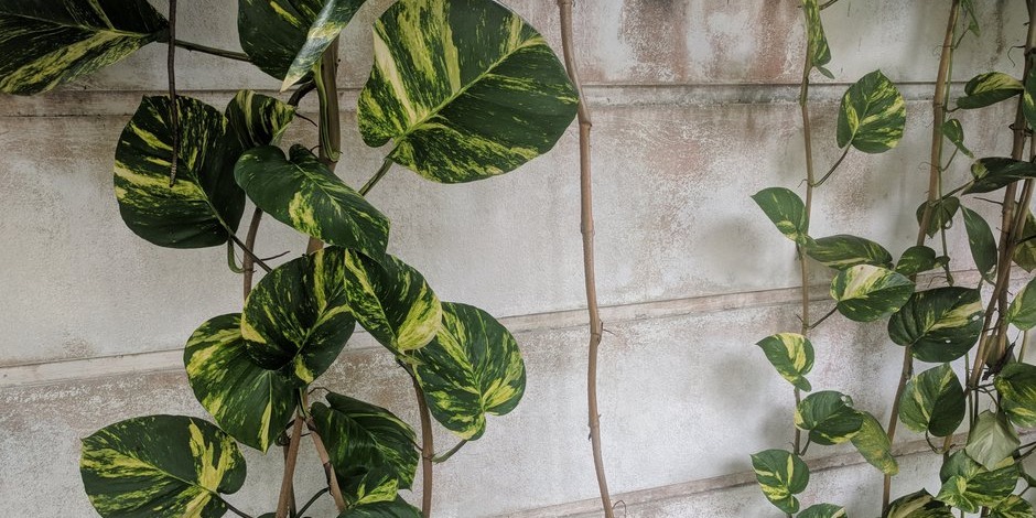 Sitemapcdatahttpsmodeinf Inetcomfausses Plantes Retombantes