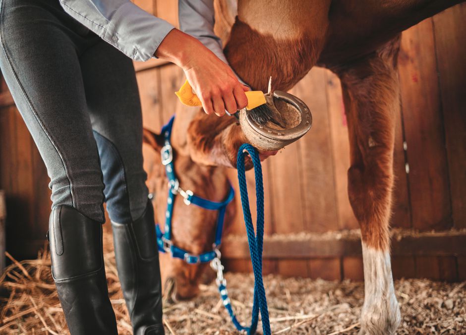 Vérifier et curer les pieds du cheval fait partie des soins quotidiens essentiels