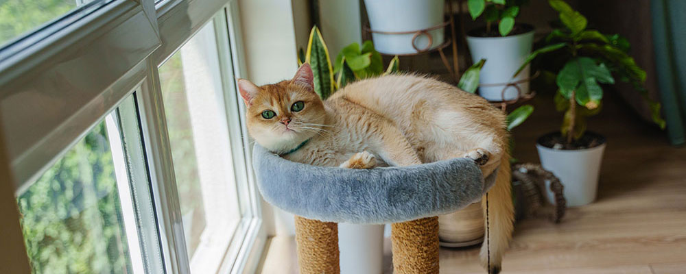 Les british shorthair peuvent comporter 100 couleurs