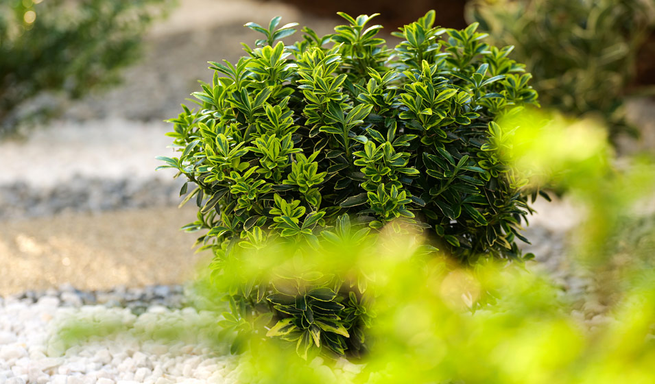 Fusain du Japon : plantation, entretien et taille - Jardiland