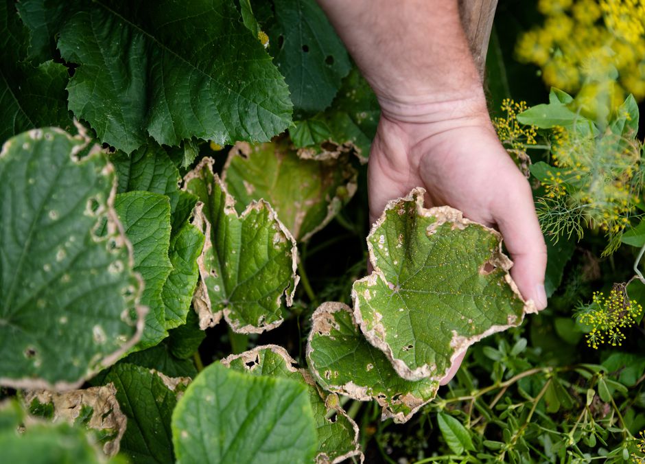 Être attentif à ses plantes pour réagir vite en cas de problème 