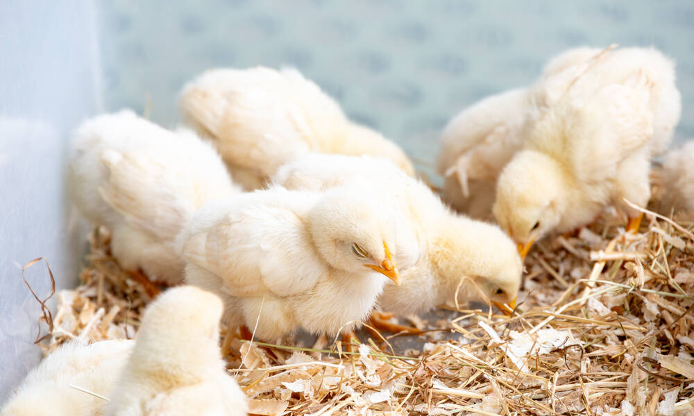 À l’abri dans une poussinière, les poussins grandissent vite