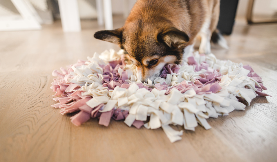 Le tapis de fouille est parfait pour distraire et occuper son chien