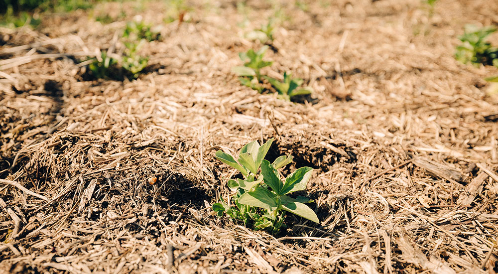 Le mulch, si cher à Dominique !
