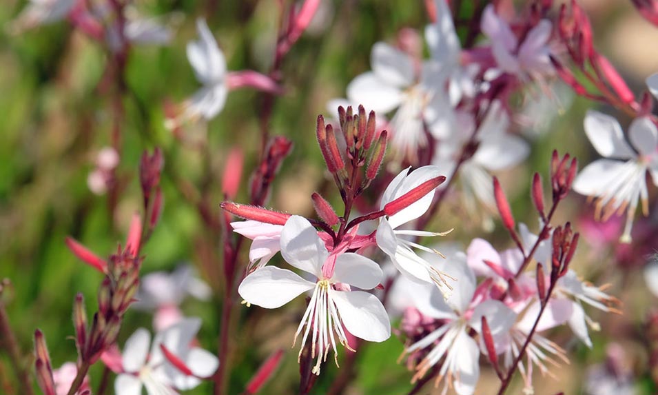 De jolies danseuses au jardin