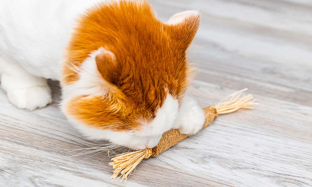 La mastication des jouets bucco-dentaires prévient aussi les infections et la mauvaise haleine chez le chat
