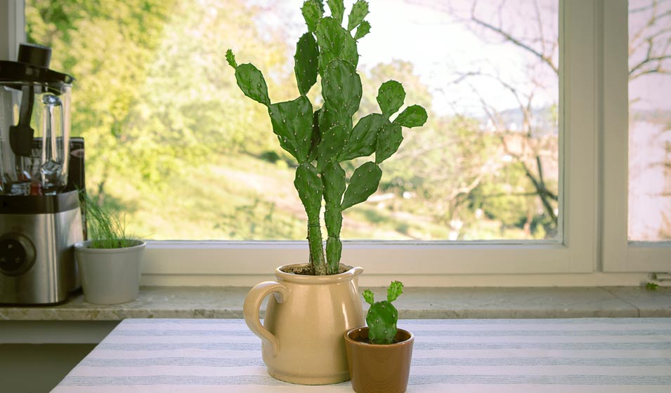 planta dracaena marginata Dracaena Marginata