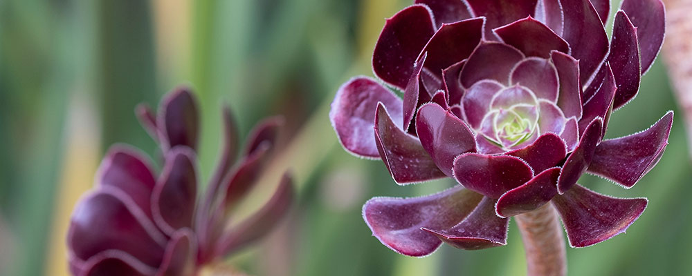 L'aeonium