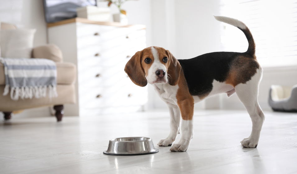 Un chien aime manger dans un environnement calme
