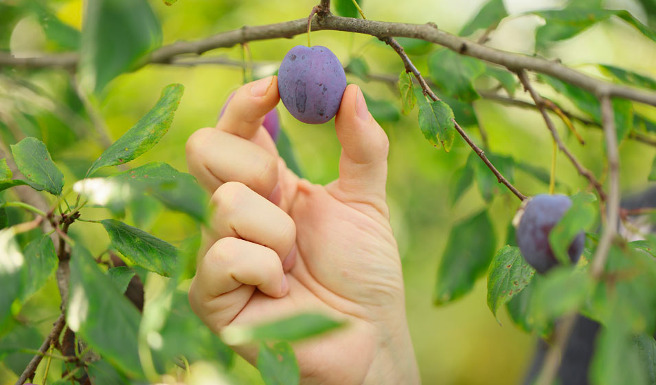Il a pris une prune 